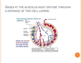 GASES AT THE ALVEOLUS MUST DIFFUSE THROUGH
A DISTANCE OF TWO CELL LAYERS.
 
