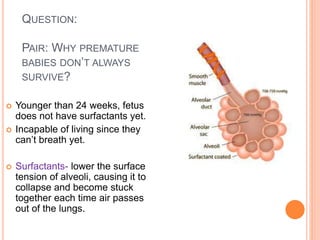 QUESTION:
PAIR: WHY PREMATURE
BABIES DON’T ALWAYS
SURVIVE?
 Younger than 24 weeks, fetus
does not have surfactants yet.
 Incapable of living since they
can’t breath yet.
 Surfactants- lower the surface
tension of alveoli, causing it to
collapse and become stuck
together each time air passes
out of the lungs.
 