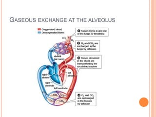 GASEOUS EXCHANGE AT THE ALVEOLUS
 