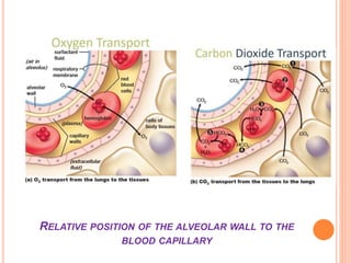 RELATIVE POSITION OF THE ALVEOLAR WALL TO THE
BLOOD CAPILLARY
 