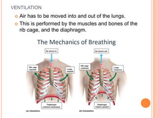 VENTILATION
 Air has to be moved into and out of the lungs.
 This is performed by the muscles and bones of the
rib cage, and the diaphragm.
 