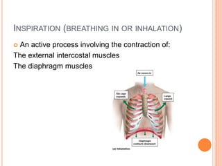 INSPIRATION (BREATHING IN OR INHALATION)
 An active process involving the contraction of:
The external intercostal muscles
The diaphragm muscles
 