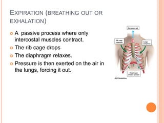 EXPIRATION (BREATHING OUT OR
EXHALATION)
 A passive process where only
intercostal muscles contract.
 The rib cage drops
 The diaphragm relaxes.
 Pressure is then exerted on the air in
the lungs, forcing it out.
 