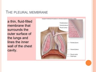 THE PLEURAL MEMBRANE
 