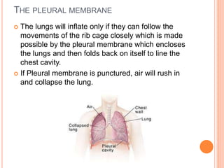 THE PLEURAL MEMBRANE
 The lungs will inflate only if they can follow the
movements of the rib cage closely which is made
possible by the pleural membrane which encloses
the lungs and then folds back on itself to line the
chest cavity.
 If Pleural membrane is punctured, air will rush in
and collapse the lung.
 