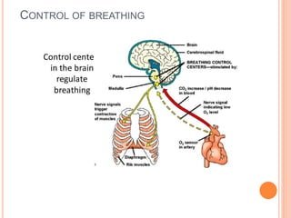CONTROL OF BREATHING
 
