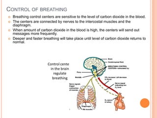 CONTROL OF BREATHING
 Breathing control centers are sensitive to the level of carbon dioxide in the blood.
 The centers are connected by nerves to the intercostal muscles and the
diaphragm.
 When amount of carbon dioxide in the blood is high, the centers will send out
messages more frequently.
 Deeper and faster breathing will take place until level of carbon dioxide returns to
normal.
 