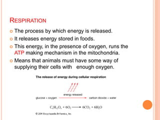 RESPIRATION
 The process by which energy is released.
 It releases energy stored in foods.
 This energy, in the presence of oxygen, runs the
ATP making mechanism in the mitochondria.
 Means that animals must have some way of
supplying their cells with enough oxygen.
 