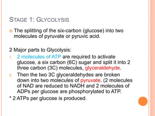 STAGE 1: GLYCOLYSIS
 The splitting of the six-carbon (glucose) into two
molecules of pyruvate or pyruvic acid.
2 Major parts to Glycolysis:
1. 2 molecules of ATP are required to activate
glucose, a six carbon (6C) sugar and split it into 2
three carbon (3C) molecules, glyceraldehyde.
2. Then the two 3C glyceraldehydes are broken
down into two molecules of pyruvate. (2 molecules
of NAD are reduced to NADH and 2 molecules of
ADPs per glucose are phosphorylated to ATP.
* 2 ATPs per glucose is produced.
 