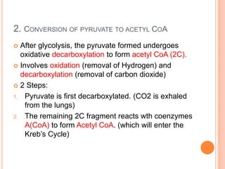 2. CONVERSION OF PYRUVATE TO ACETYL COA
 After glycolysis, the pyruvate formed undergoes
oxidative decarboxylation to form acetyl CoA (2C).
 Involves oxidation (removal of Hydrogen) and
decarboxylation (removal of carbon dioxide)
 2 Steps:
1. Pyruvate is first decarboxylated. (CO2 is exhaled
from the lungs)
2. The remaining 2C fragment reacts wth coenzymes
A(CoA) to form Acetyl CoA. (which will enter the
Kreb’s Cycle)
 