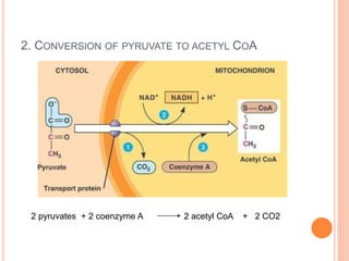 2. CONVERSION OF PYRUVATE TO ACETYL COA
2 pyruvates + 2 coenzyme A 2 acetyl CoA + 2 CO2
 