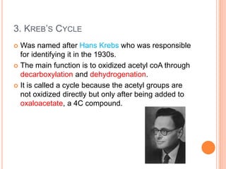 3. KREB’S CYCLE
 Was named after Hans Krebs who was responsible
for identifying it in the 1930s.
 The main function is to oxidized acetyl coA through
decarboxylation and dehydrogenation.
 It is called a cycle because the acetyl groups are
not oxidized directly but only after being added to
oxaloacetate, a 4C compound.
 
