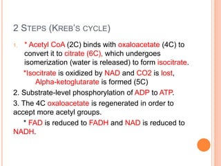2 STEPS (KREB’S CYCLE)
1. * Acetyl CoA (2C) binds with oxaloacetate (4C) to
convert it to citrate (6C), which undergoes
isomerization (water is released) to form isocitrate.
*Isocitrate is oxidized by NAD and CO2 is lost,
Alpha-ketoglutarate is formed (5C)
2. Substrate-level phosphorylation of ADP to ATP.
3. The 4C oxaloacetate is regenerated in order to
accept more acetyl groups.
* FAD is reduced to FADH and NAD is reduced to
NADH.
 