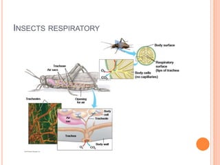 INSECTS RESPIRATORY
 