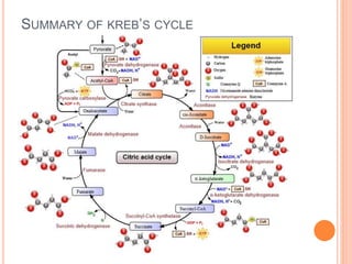SUMMARY OF KREB’S CYCLE
 