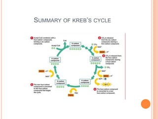 SUMMARY OF KREB’S CYCLE
 