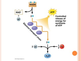 Controlled
release of
energy for
synthesis
of ATP
NADH
NAD
H
H O2
H2O
2
2
2
ATP
2
1
 