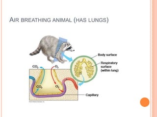 AIR BREATHING ANIMAL (HAS LUNGS)
 
