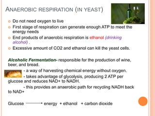 ANAEROBIC RESPIRATION (IN YEAST)
 Do not need oxygen to live
 First stage of respiration can generate enough ATP to meet the
energy needs
 End products of anaerobic respiration is ethanol (drinking
alcohol) .
 Excessive amount of CO2 and ethanol can kill the yeast cells.
Alcoholic Fermentation- responsible for the production of wine,
beer, and bread.
- a way of harvesting chemical energy without oxygen.
- takes advantage of glycolysis, producing 2 ATP per
glucose and reduces NAD+ to NADH.
- this provides an anaerobic path for recycling NADH back
to NAD+
Glucose energy + ethanol + carbon dioxide
 