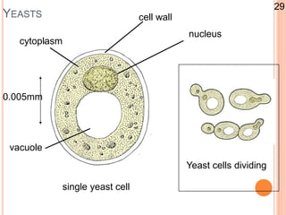 YEASTS
0.005mm
single yeast cell
Yeast cells dividing
cell wall
nucleus
cytoplasm
vacuole
29
 