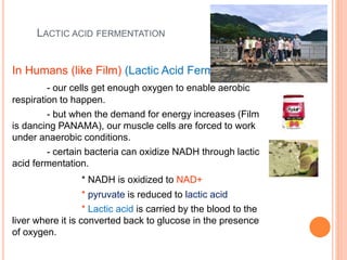 LACTIC ACID FERMENTATION
In Humans (like Film) (Lactic Acid Fermentation)
- our cells get enough oxygen to enable aerobic
respiration to happen.
- but when the demand for energy increases (Film
is dancing PANAMA), our muscle cells are forced to work
under anaerobic conditions.
- certain bacteria can oxidize NADH through lactic
acid fermentation.
* NADH is oxidized to NAD+
* pyruvate is reduced to lactic acid
* Lactic acid is carried by the blood to the
liver where it is converted back to glucose in the presence
of oxygen.
 