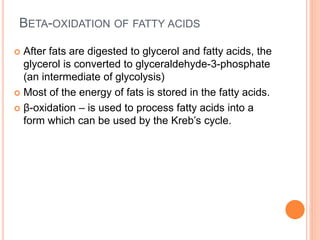 BETA-OXIDATION OF FATTY ACIDS
 After fats are digested to glycerol and fatty acids, the
glycerol is converted to glyceraldehyde-3-phosphate
(an intermediate of glycolysis)
 Most of the energy of fats is stored in the fatty acids.
 β-oxidation – is used to process fatty acids into a
form which can be used by the Kreb’s cycle.
 