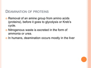 DEAMINATION OF PROTEINS
 Removal of an amine group from amino acids
(proteins), before it goes to glycolysis or Kreb’s
cycle.
 Nitrogenous waste is excreted in the form of
ammonia or urea.
 In humans, deamination occurs mostly in the liver
 