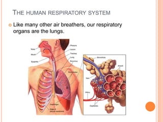 THE HUMAN RESPIRATORY SYSTEM
 Like many other air breathers, our respiratory
organs are the lungs.
 