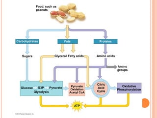 Food, such as
peanuts
Sugars Glycerol Fatty acids Amino acids
Amino
groups
Oxidative
Phosphorylation
Citric
Acid
Cycle
Pyruvate
Oxidation
Acetyl CoA
ATP
Glucose G3P Pyruvate
Glycolysis
Carbohydrates Fats Proteins
 