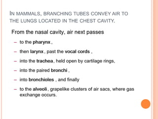 IN MAMMALS, BRANCHING TUBES CONVEY AIR TO
THE LUNGS LOCATED IN THE CHEST CAVITY.
 
