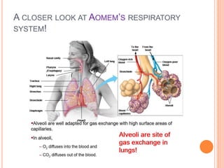 A CLOSER LOOK AT AOMEM’S RESPIRATORY
SYSTEM!
 