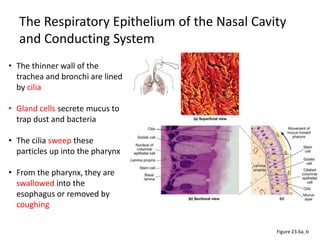 The Respiratory Epithelium of the Nasal Cavity
and Conducting System
Figure 23.6a, b
• The thinner wall of the
trachea and bronchi are lined
by cilia
• Gland cells secrete mucus to
trap dust and bacteria
• The cilia sweep these
particles up into the pharynx
• From the pharynx, they are
swallowed into the
esophagus or removed by
coughing
 