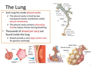 The Lung
• Each lung lies inside pleural cavity
 The pleural cavity is lined by two
transparent elastic membranes called
pleural membranes
 The pleural cavity contains lubricating
fluid to reduce friction during breathing
• Thousands of alveoli (air sacs) are
found inside the lung
 Alveoli provide a very large surface area
for gaseous exchange
 