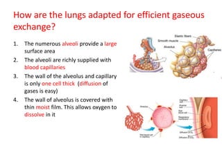 How are the lungs adapted for efficient gaseous
exchange?
1. The numerous alveoli provide a large
surface area
2. The alveoli are richly supplied with
blood capillaries
3. The wall of the alveolus and capillary
is only one cell thick (diffusion of
gases is easy)
4. The wall of alveolus is covered with
thin moist film. This allows oxygen to
dissolve in it
 