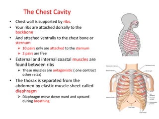 The Chest Cavity
• Chest wall is supported by ribs.
• Your ribs are attached dorsally to the
backbone
• And attached ventrally to the chest bone or
sternum
 10 pairs only are attached to the sternum
 2 pairs are free
• External and internal coastal muscles are
found between ribs
 These muscles are antagonistic ( one contract
other relax)
• The thorax is separated from the
abdomen by elastic muscle sheet called
diaphragm
 Diaphragm move down ward and upward
during breathing
 
