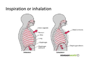 Inspiration or inhalation
 