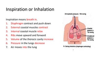 Inspiration or Inhalation
Inspiration means breath in.
1. Diaphragm contract and push down
2. External coastal muscles contract
3. Internal coastal muscle relax
4. Ribs move upward and forward
5. Volume of the thoracic cavity increase
6. Pressure in the lungs decrease
7. Air moves into the lung
 