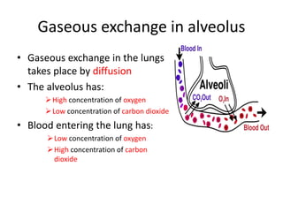 Gaseous exchange in alveolus
• Gaseous exchange in the lungs
takes place by diffusion
• The alveolus has:
High concentration of oxygen
Low concentration of carbon dioxide
• Blood entering the lung has:
Low concentration of oxygen
High concentration of carbon
dioxide
 