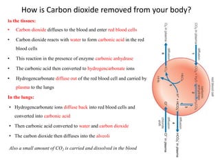 How is Carbon dioxide removed from your body?
In the tissues:
• Carbon dioxide diffuses to the blood and enter red blood cells
• Carbon dioxide reacts with water to form carbonic acid in the red
blood cells
• This reaction in the presence of enzyme carbonic anhydrase
• The carbonic acid then converted to hydrogencarbonate ions
• Hydrogencarbonate diffuse out of the red blood cell and carried by
plasma to the lungs
In the lungs:
• Hydrogencarbonate ions diffuse back into red blood cells and
converted into carbonic acid
• Then carbonic acid converted to water and carbon dioxide
• The carbon dioxide then diffuses into the alveoli
Also a small amount of CO2 is carried and dissolved in the blood
 