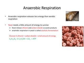 Anaerobic Respiration
• Anaerobic respiration releases less energy than aerobic
respiration
• Yeast needs a little amount of energy to survive
 Yeast release ethanol and carbon dioxide as waste products
 anaerobic respiration in yeast is called alcoholic fermentation
Glucose→ ethanol + carbon dioxide + small amount of energy
C6H12O6 → C2H5OH + CO2 + ATP
 