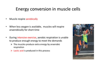 Energy conversion in muscle cells
• Muscle respire aerobically
• When less oxygen is available, muscles will respire
anaerobically for short time
• During intensive exercise, aerobic respiration is unable
to produce enough energy to meet the demands
 The muscles produce extra energy by anaerobic
respiration
 Lactic acid is produced in this process
 