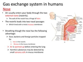 Gas exchange system in humans
Nose
• Air usually enters your body through the two
external nares (nostrils).
 The wall of the nostril has a fringe of hairs
• The nostrils leads into two nasal passages
 Which lined with a moist mucous membrane
• Breathing though the nose has the following
advantage:
 Dust, bacteria and foreign particles trapped
by:
1. hairs in the nostrils
2. Mucous in the mucus membrane
 Air is warmed up before entering the lung
 Harmful substances may be detected by
small sensory cells in mucus membrane
 