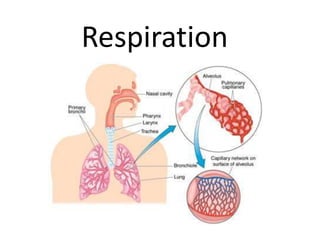 Respiration
 