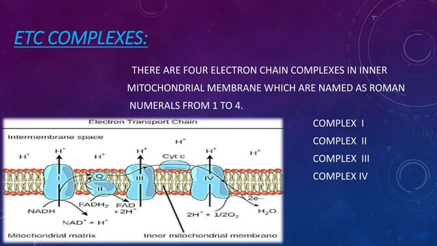 Cellular Respiration Glycolysis, Krebs cycle, Electron Transport | PPTX ...