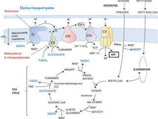 Respiration in Plants | PPTX
