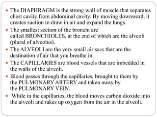  The DIAPHRAGM is the strong wall of muscle that separates
chest cavity from abdominal cavity. By moving downward, it
creates suction to draw in air and expand the lungs.
 The smallest section of the bronchi are
called BRONCHIOLES, at the end of which are the alveoli
(plural of alveolus).
 The ALVEOLI are the very small air sacs that are the
destination of air that you breathe in.
 The CAPILLARIES are blood vessels that are imbedded in
the walls of the alveoli.
 Blood passes through the capillaries, brought to them by
the PULMONARYARTERY and taken away by
the PULMONARY VEIN.
 While in the capillaries, the blood moves carbon dioxide into
the alveoli and takes up oxygen from the air in the alveoli.
 