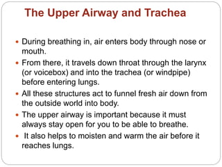 The Upper Airway and Trachea
 During breathing in, air enters body through nose or
mouth.
 From there, it travels down throat through the larynx
(or voicebox) and into the trachea (or windpipe)
before entering lungs.
 All these structures act to funnel fresh air down from
the outside world into body.
 The upper airway is important because it must
always stay open for you to be able to breathe.
 It also helps to moisten and warm the air before it
reaches lungs.
 
