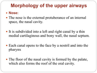 Morphology of the upper airways
 Nose:
 The nose is the external protuberance of an internal
space, the nasal cavity.
 It is subdivided into a left and right canal by a thin
medial cartilaginous and bony wall, the nasal septum.
 Each canal opens to the face by a nostril and into the
pharynx
 The floor of the nasal cavity is formed by the palate,
which also forms the roof of the oral cavity.
 