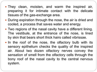  They clean, moisten, and warm the inspired air,
preparing it for intimate contact with the delicate
tissues of the gas-exchange area.
 During expiration through the nose, the air is dried and
cooled, a process that saves water and energy.
 Two regions of the nasal cavity have a different lining.
The vestibule, at the entrance of the nose, is lined
by skin that bears short thick hairs called vibrissae.
 In the roof of the nose, the olfactory bulb with its
sensory epithelium checks the quality of the inspired
air. About two dozen olfactory nerves convey the
sensation of smell from the olfactory cells through the
bony roof of the nasal cavity to the central nervous
system.
 