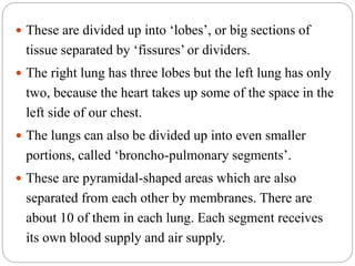  These are divided up into ‘lobes’, or big sections of
tissue separated by ‘fissures’ or dividers.
 The right lung has three lobes but the left lung has only
two, because the heart takes up some of the space in the
left side of our chest.
 The lungs can also be divided up into even smaller
portions, called ‘broncho-pulmonary segments’.
 These are pyramidal-shaped areas which are also
separated from each other by membranes. There are
about 10 of them in each lung. Each segment receives
its own blood supply and air supply.
 